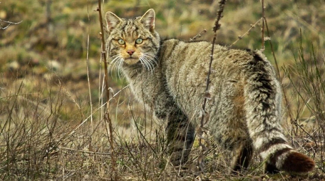 El gato montés de Leitza
