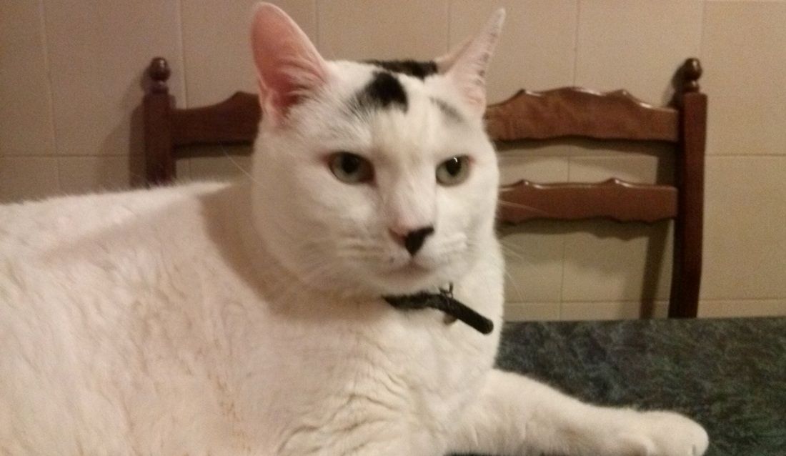 Txuri, el gato que venía de lejos